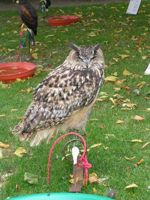 Appuldurcombe House - an owl