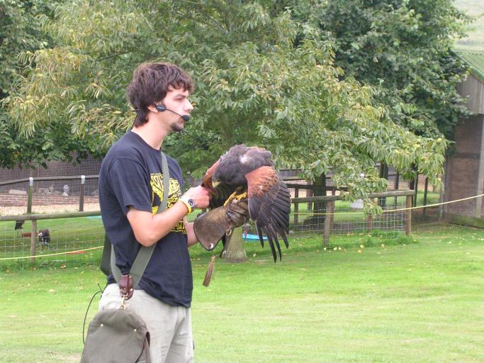Appuldurcombe House - Falconry demo