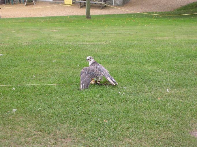 Appuldurcombe House - a tired Falcon