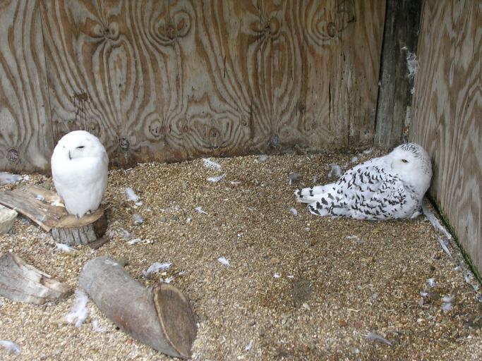 Appuldurcombe House - two owls