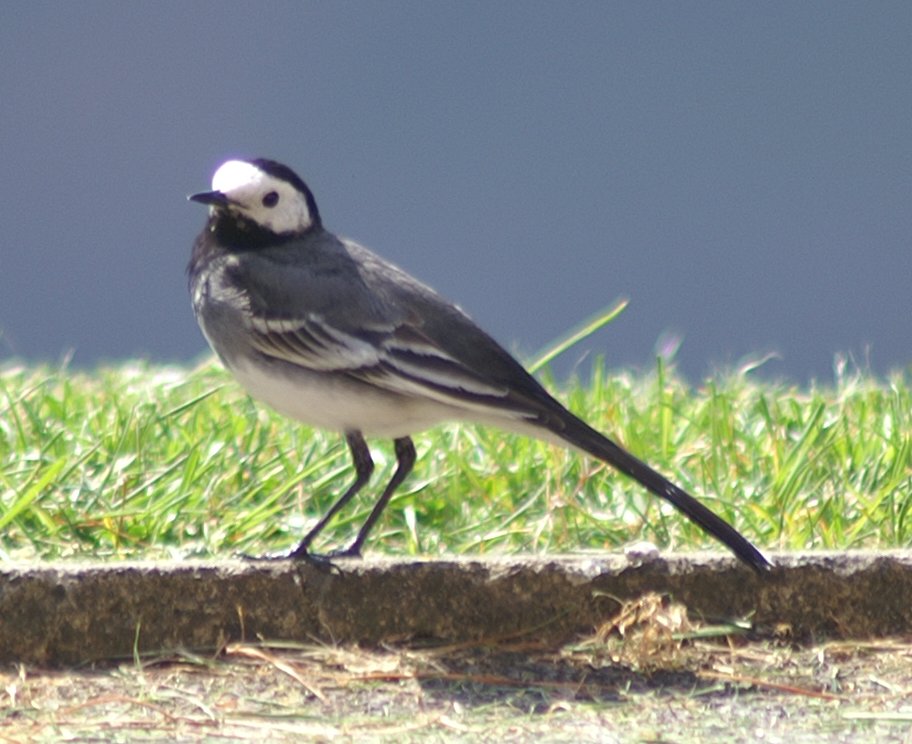 Pied Wagtail