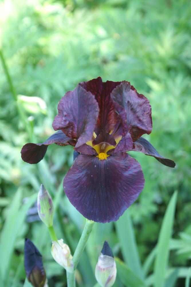Iris