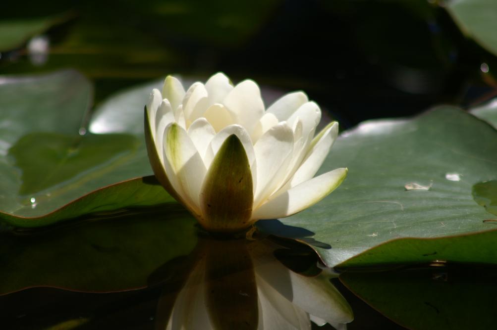 Water lily