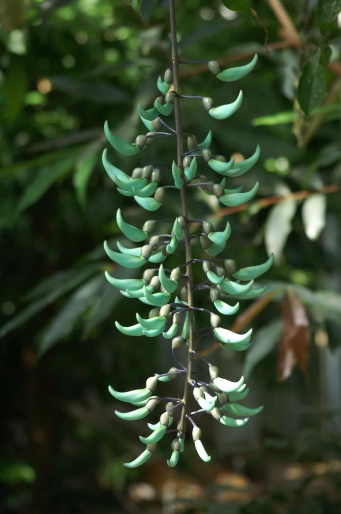 Teal-coloured flowers