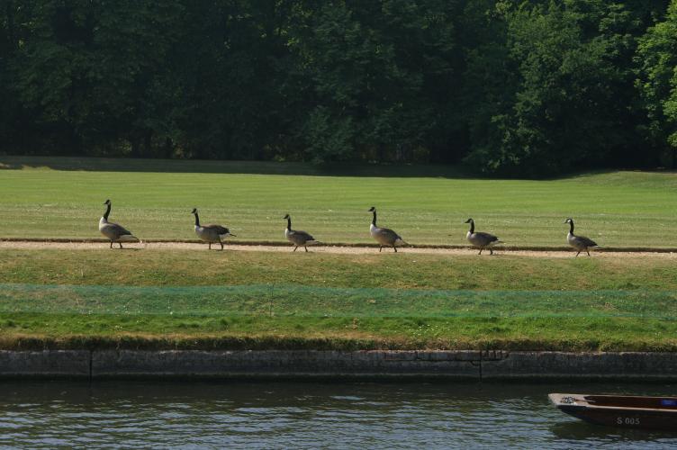 Canada geese