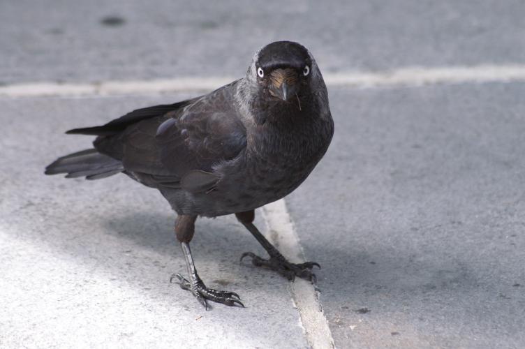 A Jackdaw