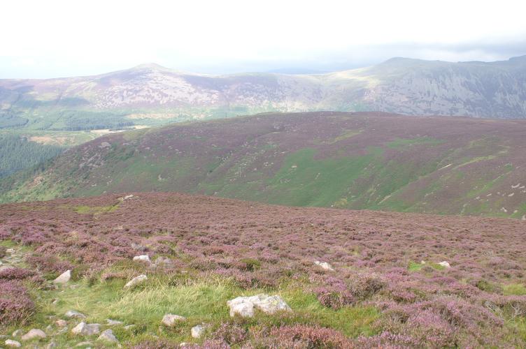 Heather on the way down