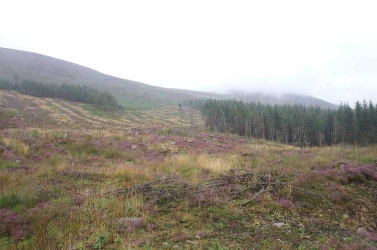Heather reclaiming forestry land