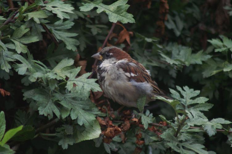 A male sparrow