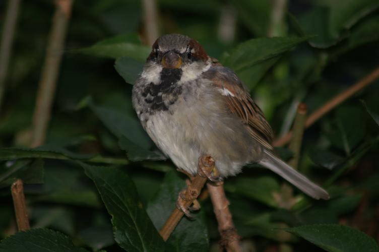 A male sparrow