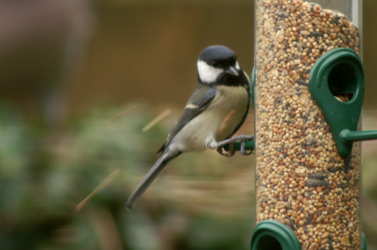 A Great Tit throwing out the bird seed