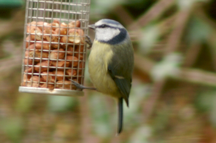 A Blue Tit