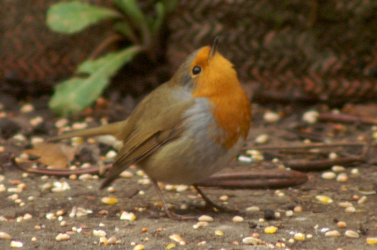 A Robin about to fly straight up