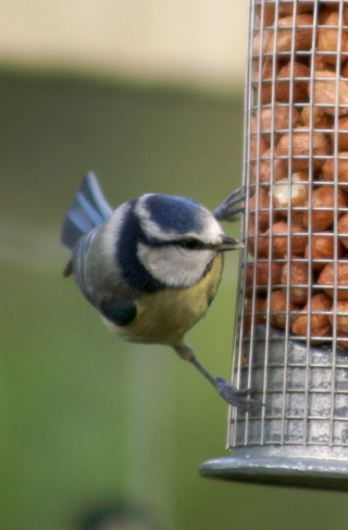 Blue Tit