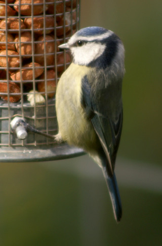 Blue Tit