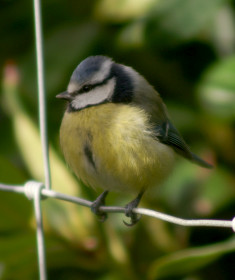 Blue Tit