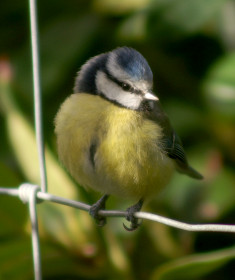 Blue Tit