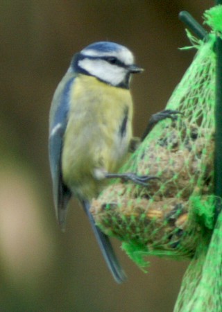 Blue tit