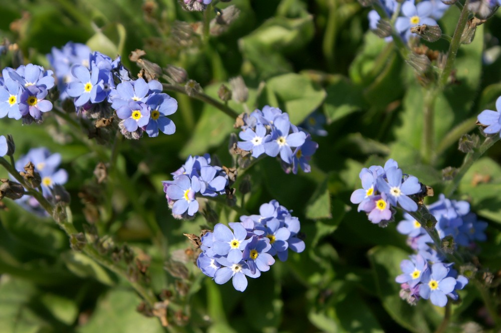 Forget-me-nots