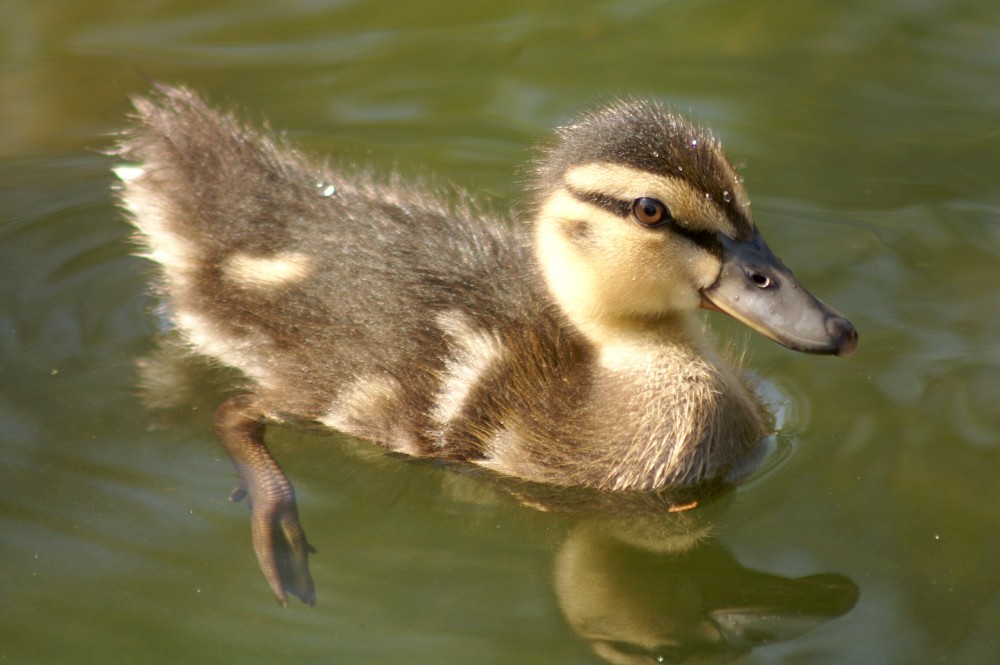 Duckling