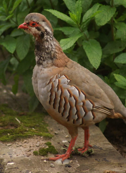 A red-legged partridge