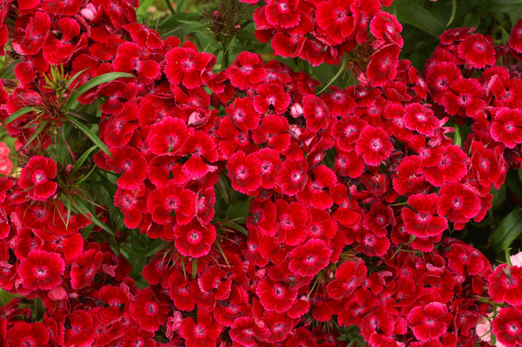 Very bright red flowers