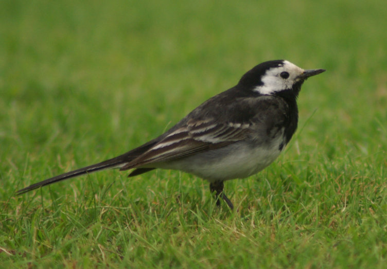 Pied Wagtail
