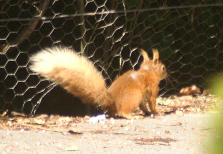 A red squirrel