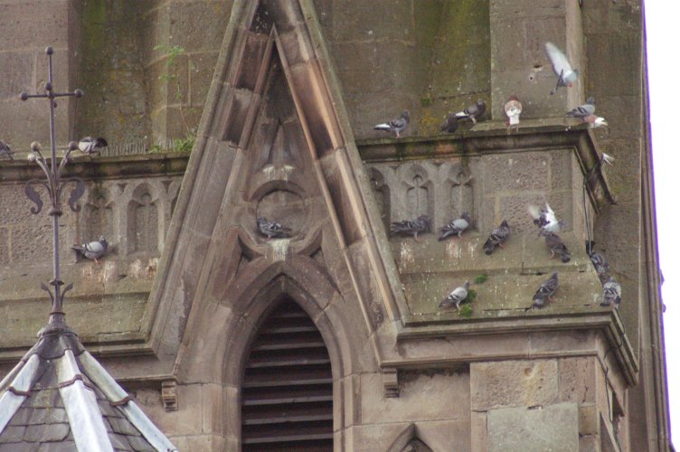 Pidgeons on the best lightning-attractor around