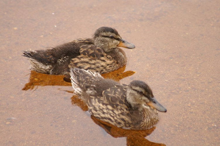 Juvenile ducks on Loch Morlich