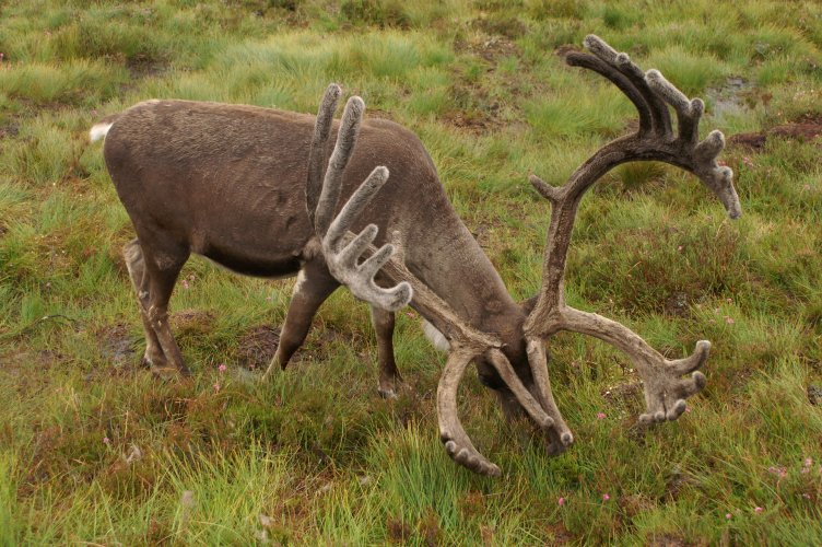 A Reindeer