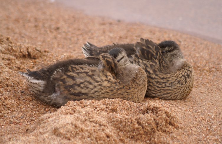 Young sleepy ducks
