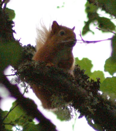 Red squirrel