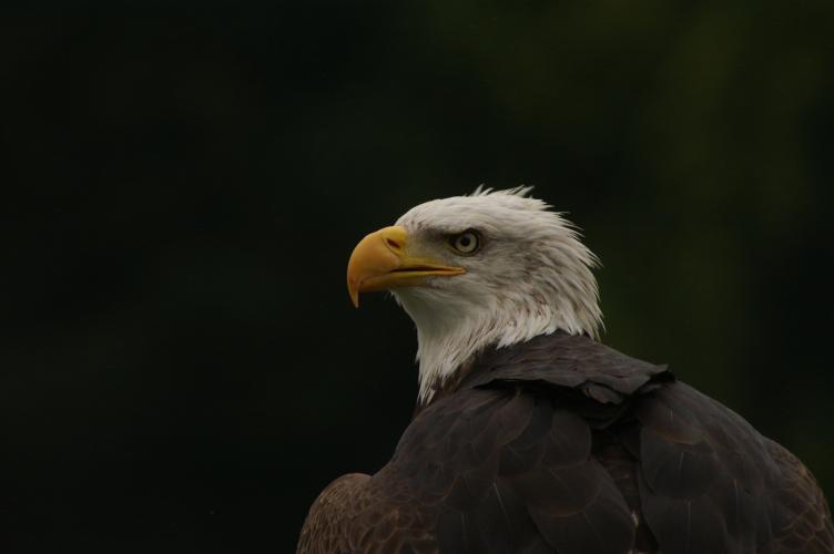 A Bald Eagle