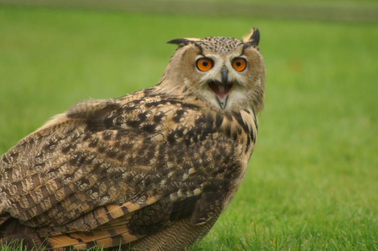 A European Eagle Owl, screeching