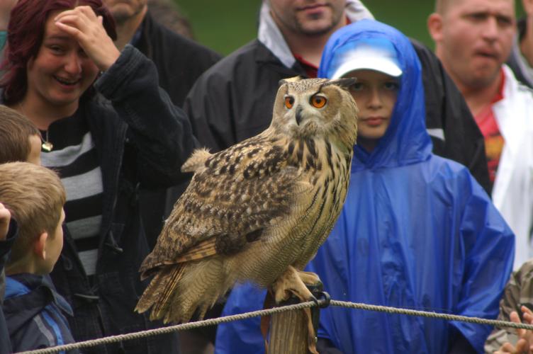 A European Eagle Owl