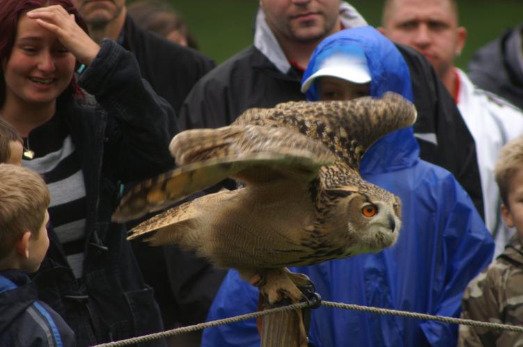 A European Eagle Owl, ready for take-off