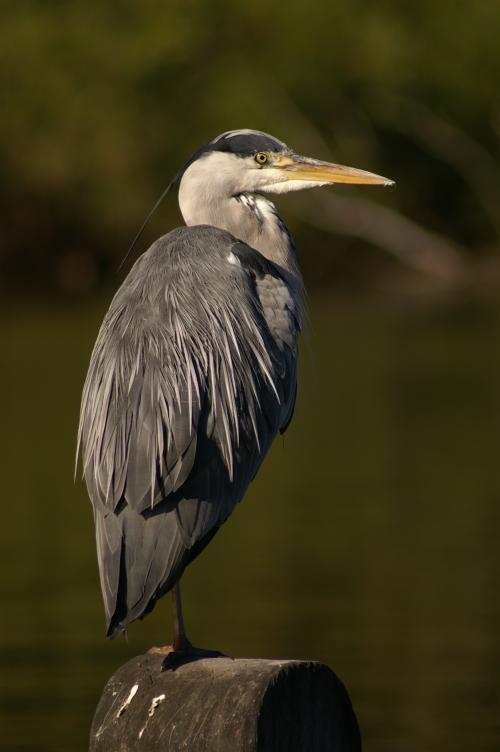 A Stork, on a stalk - erm no, a Heron on a Post