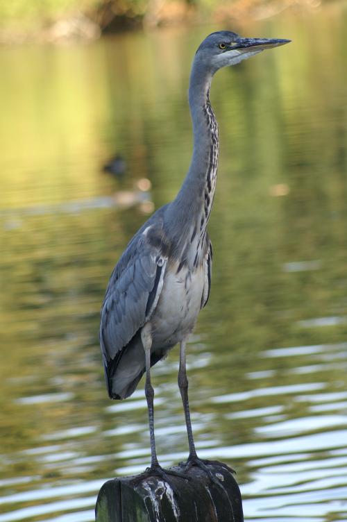 Another Heron, looking fairly agressive