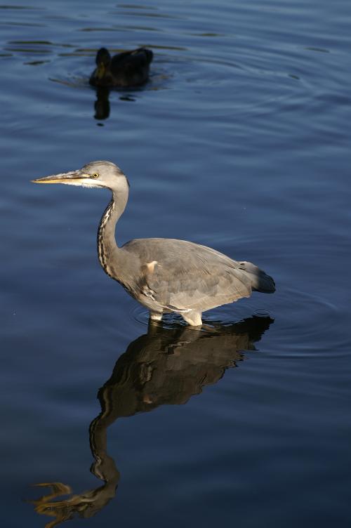 The Heron decided to go for a wade and attack the ducks