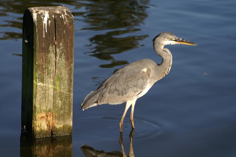 A Heron and a post - you have to admit that's a little arty