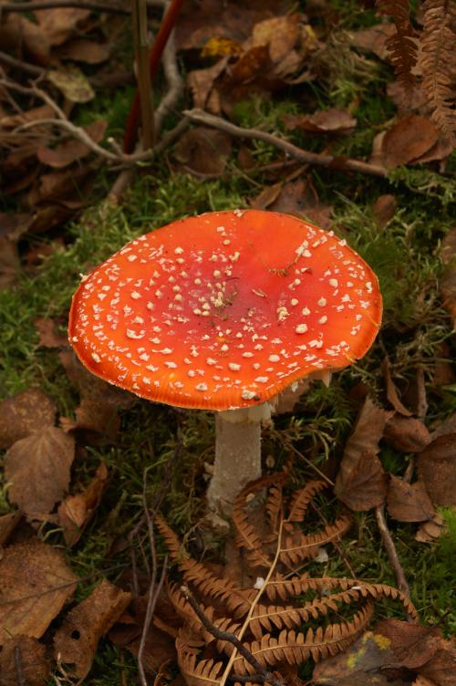 Toadstool
