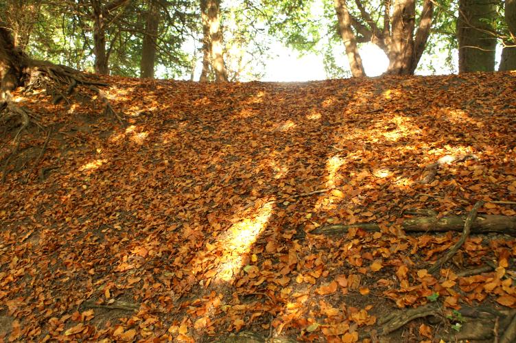 Beech leaves in the sunlight