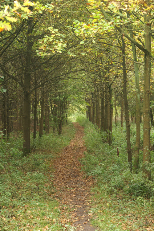 Path through the woods