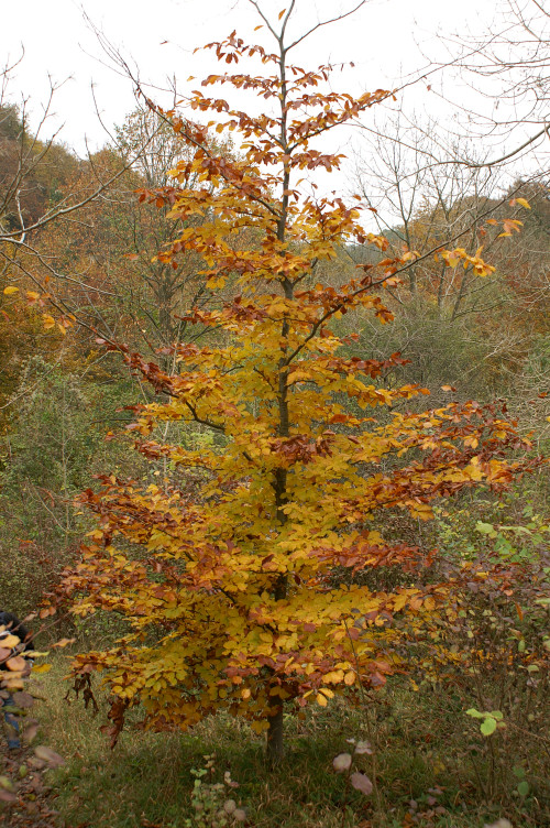 Great Autumn colours