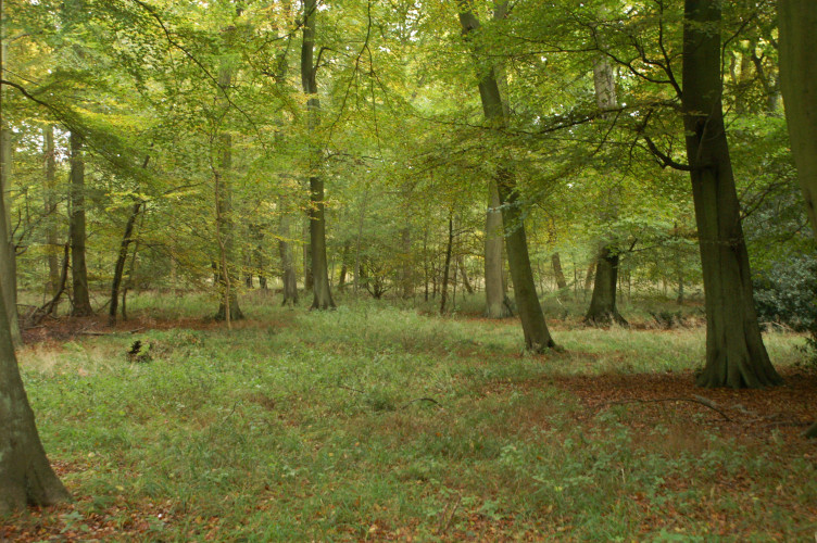 More lovely open forest