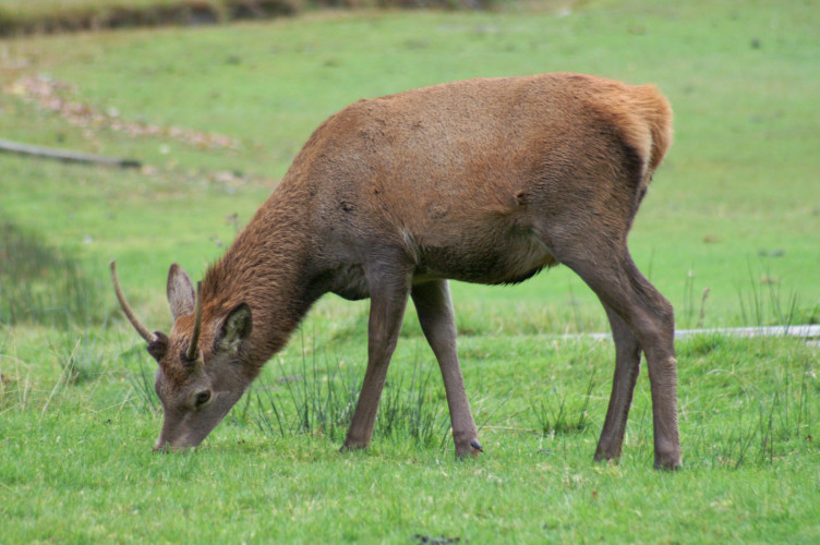 Deer, on Lochranza golf course