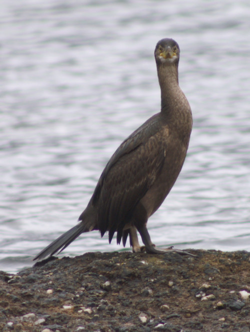 A shag on the shore at Brodick