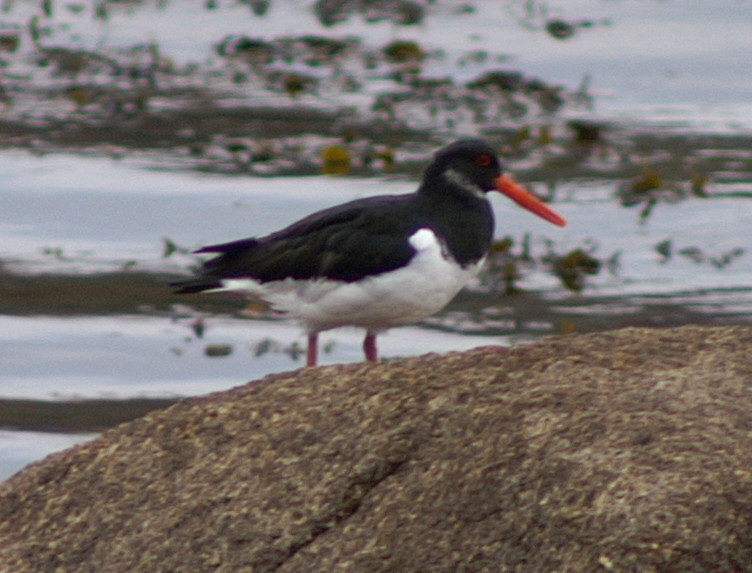 An oystercatcher An oystercatcher