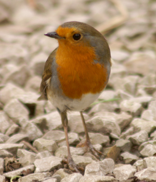 A robin